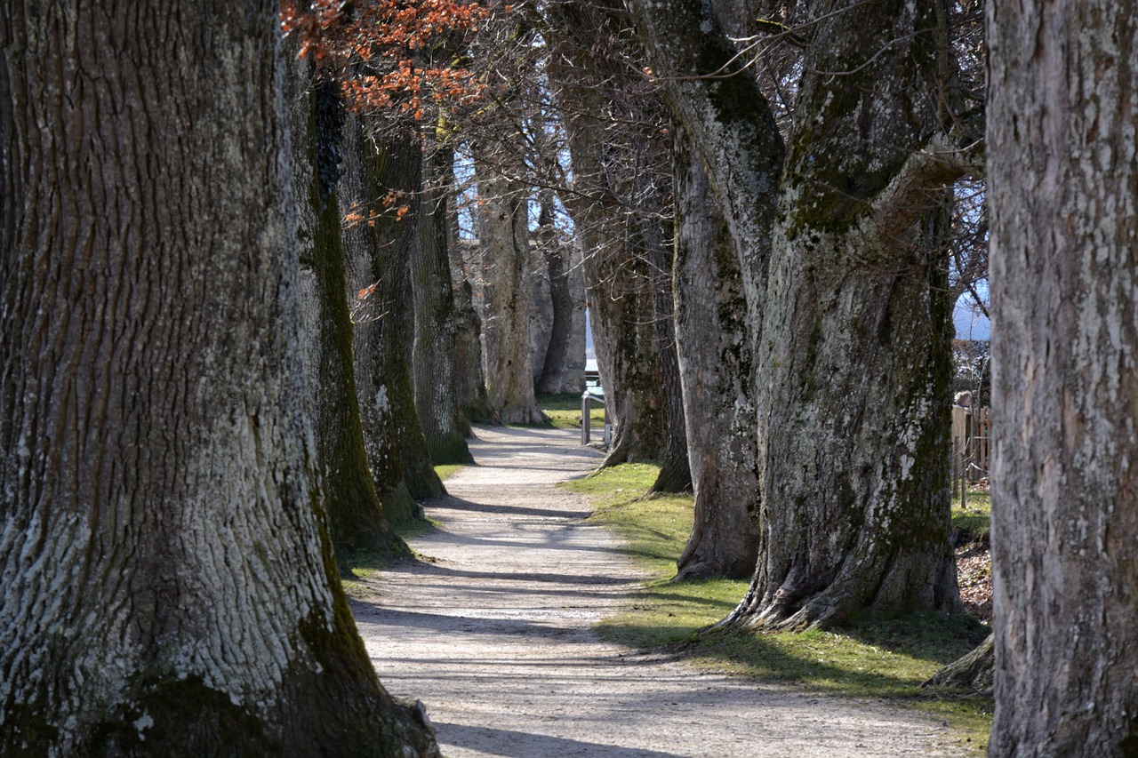 Medžio Pamušalas, Alėja, Medžiai, Toli, Gamta, Ąžuolo, Keisti Weg, Takas, Nemokamos Nuotraukos,  Nemokama Licenzija