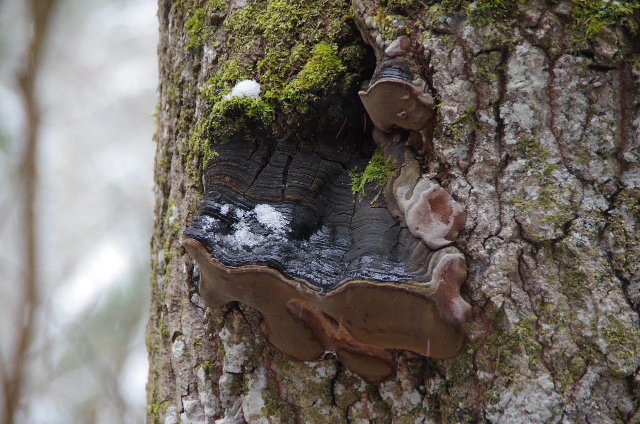 Medžio Grybai, Miškas, Medis, Gamta, Ekologija, Estonia, Lahemaa Nacionalinis Parkas, Nemokamos Nuotraukos,  Nemokama Licenzija