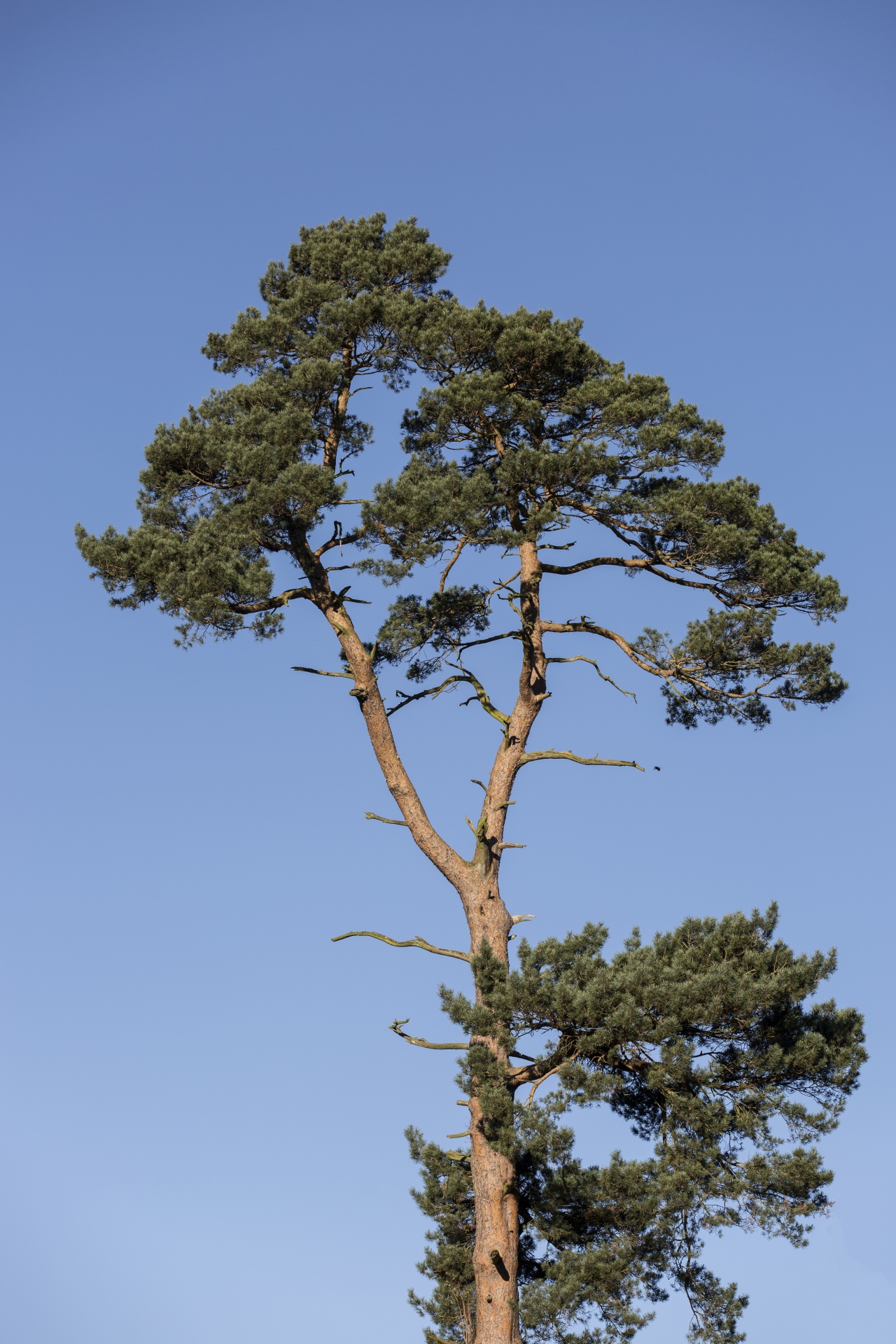 Medis,  Laukas,  Lauke,  Žemdirbystė,  Veja,  Vaizdas,  Sezonas,  Oras,  Kaimas,  Šalis