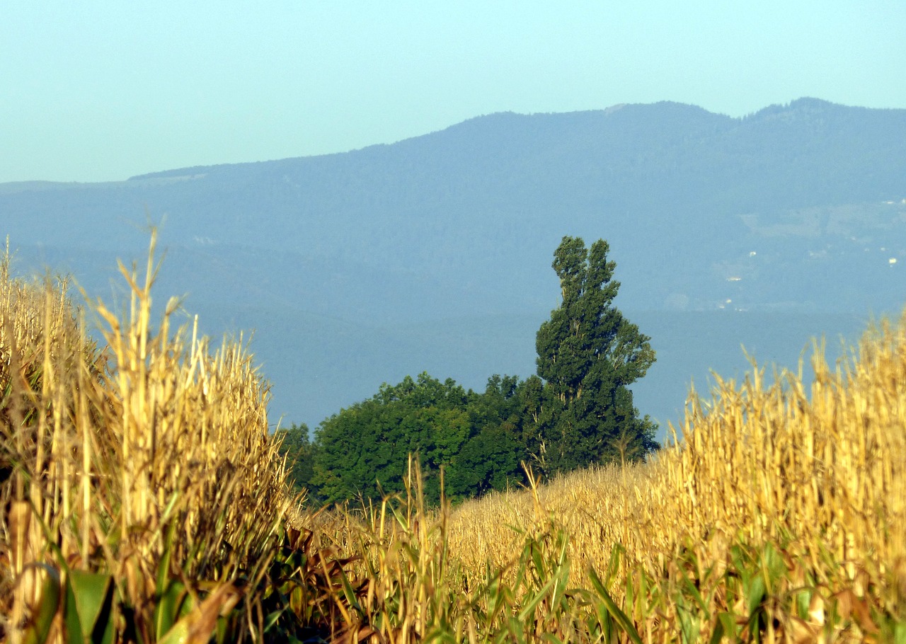 Medžio Triušis, Gamta, Kukurūzai, Medis, Laukai, Žemdirbystė, Kraštovaizdis, France, Žemės Ūkio, Nemokamos Nuotraukos