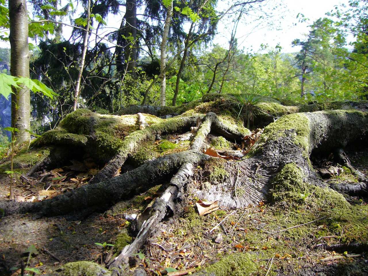 Medžių Šaknys, Saksonas, Šveicarija, Nemokamos Nuotraukos,  Nemokama Licenzija