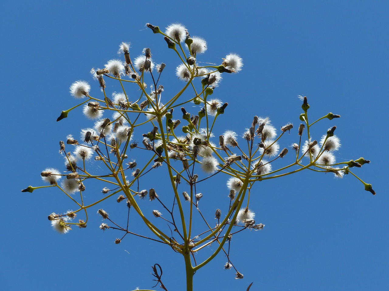 Medžių Šiaudas, Sonchus Congestus, Sėklos, Kiaulpienės, Šiaudas, Drakonas, Sonchus, Žydinčių Augalų, Kompozitai, Asteraceae