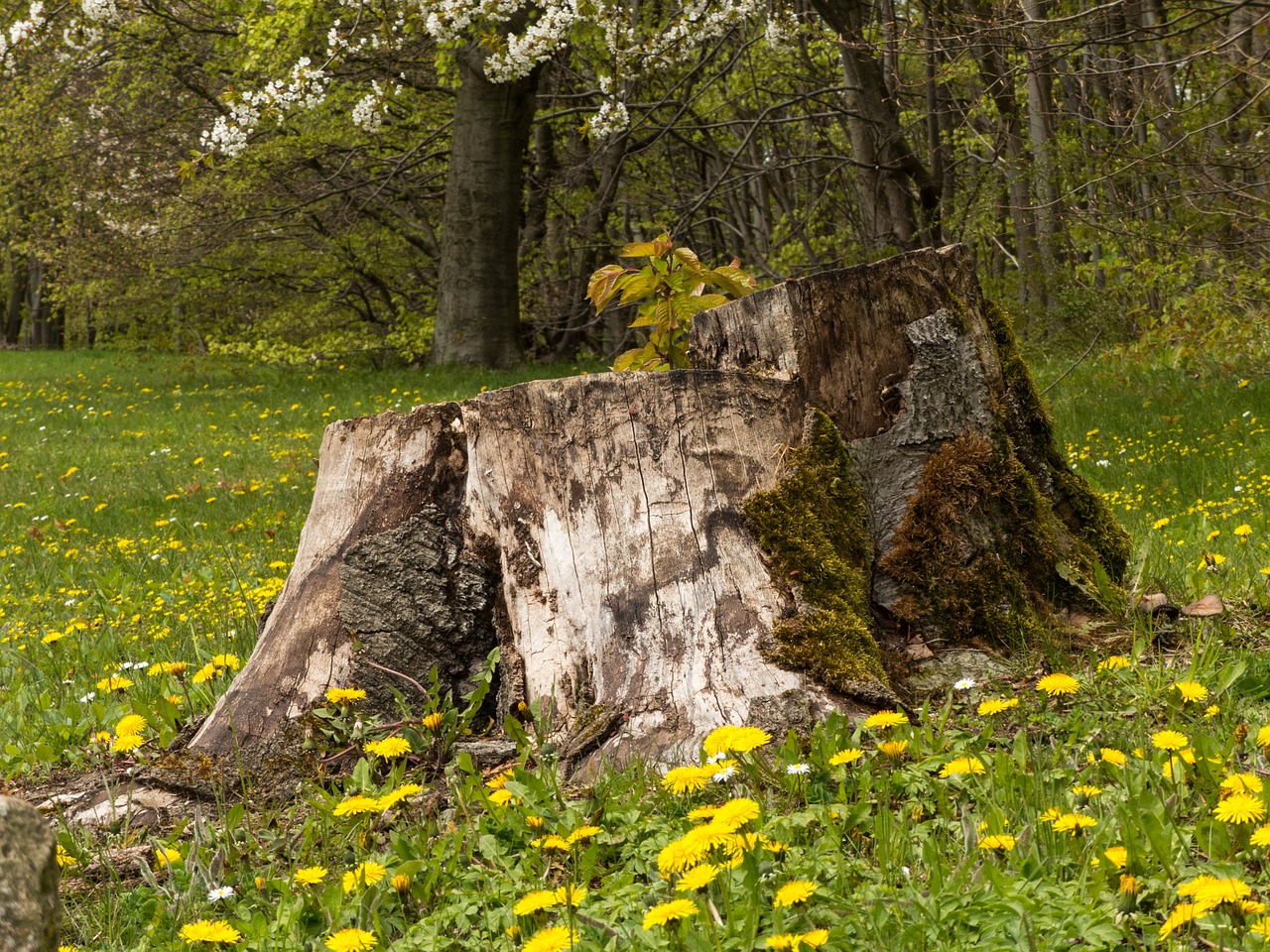 Kelmas, Miškas, Kiaulpienė, Pieva, Gamta, Nemokamos Nuotraukos,  Nemokama Licenzija