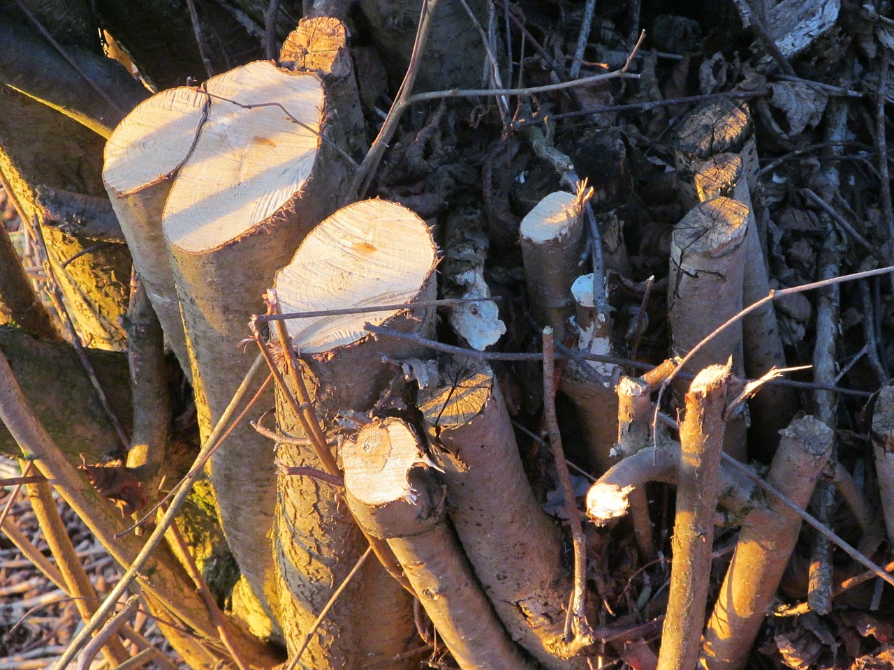 Kelmas, Mediena, Žurnalas, Medis, Kaip, Pjauna, Pamačiau, Gamta, Malkos, Miškų Naikinimas