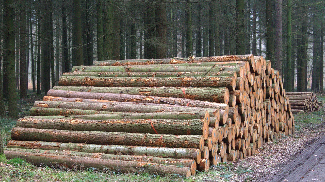 Medžių Kamienus, Holzstapel, Miškas, Miškininkystė, Nemokamos Nuotraukos,  Nemokama Licenzija