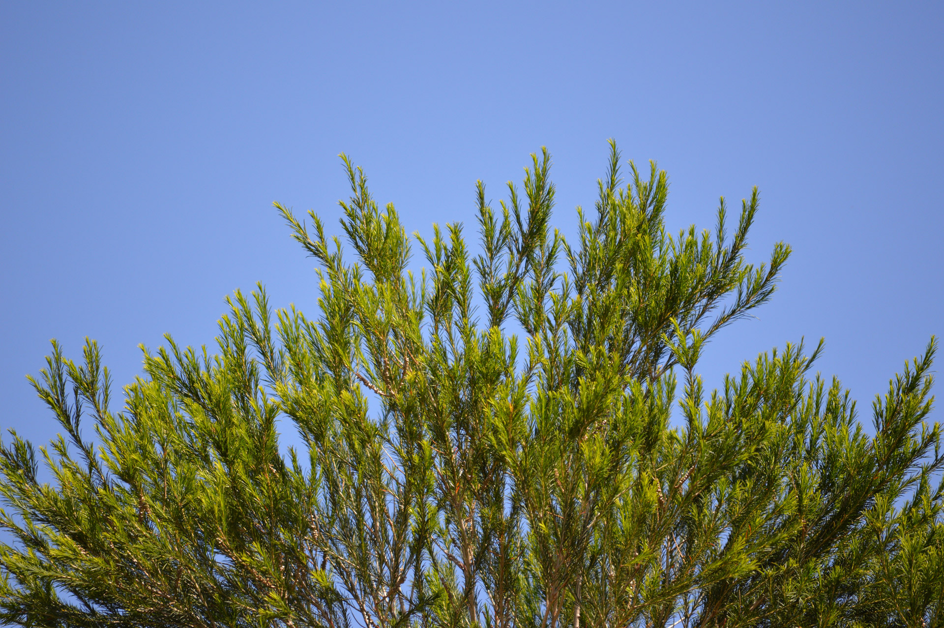 Medis,  Dangus,  Mėlynas,  Gamta,  Australia,  Medis Su Aiškiu Mėlynu Dangumi, Nemokamos Nuotraukos,  Nemokama Licenzija