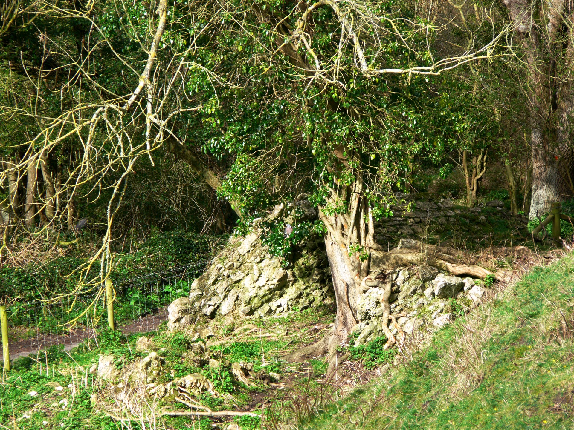 Medis,  Šaknys,  Susukti,  Gnarled,  Žalias,  Kalnas,  Hillside,  Lapai,  Medis Su Pasuktais Šaknimis, Nemokamos Nuotraukos