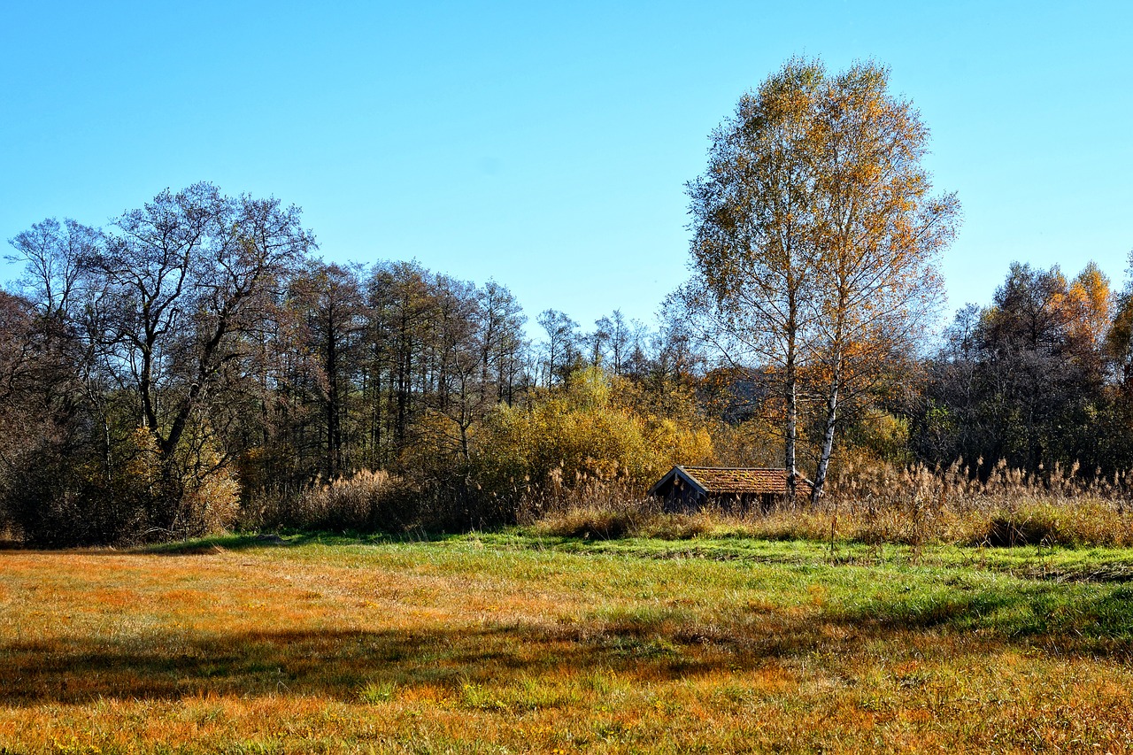 Medžiai, Rudens Miškas, Dangus, Kraštovaizdis, Nuotaika, Rudens Spalvos, Kritimo Spalva, Pieva, Laukas, Žalias