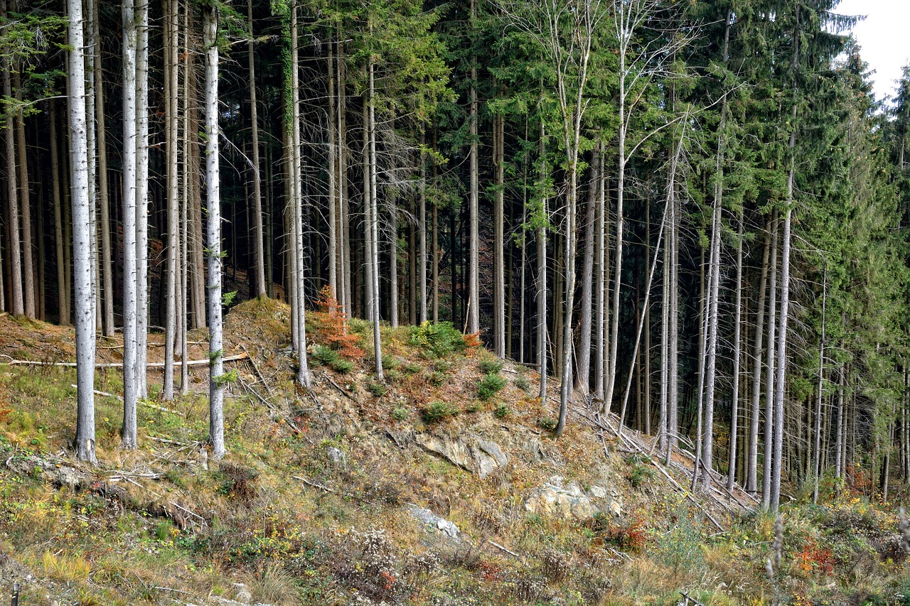 Medžiai, Miškas, Eglės, Eglė, Gamta, Miškininkystė, Žinoma, Biotopa, Aplinka, Kraštovaizdis