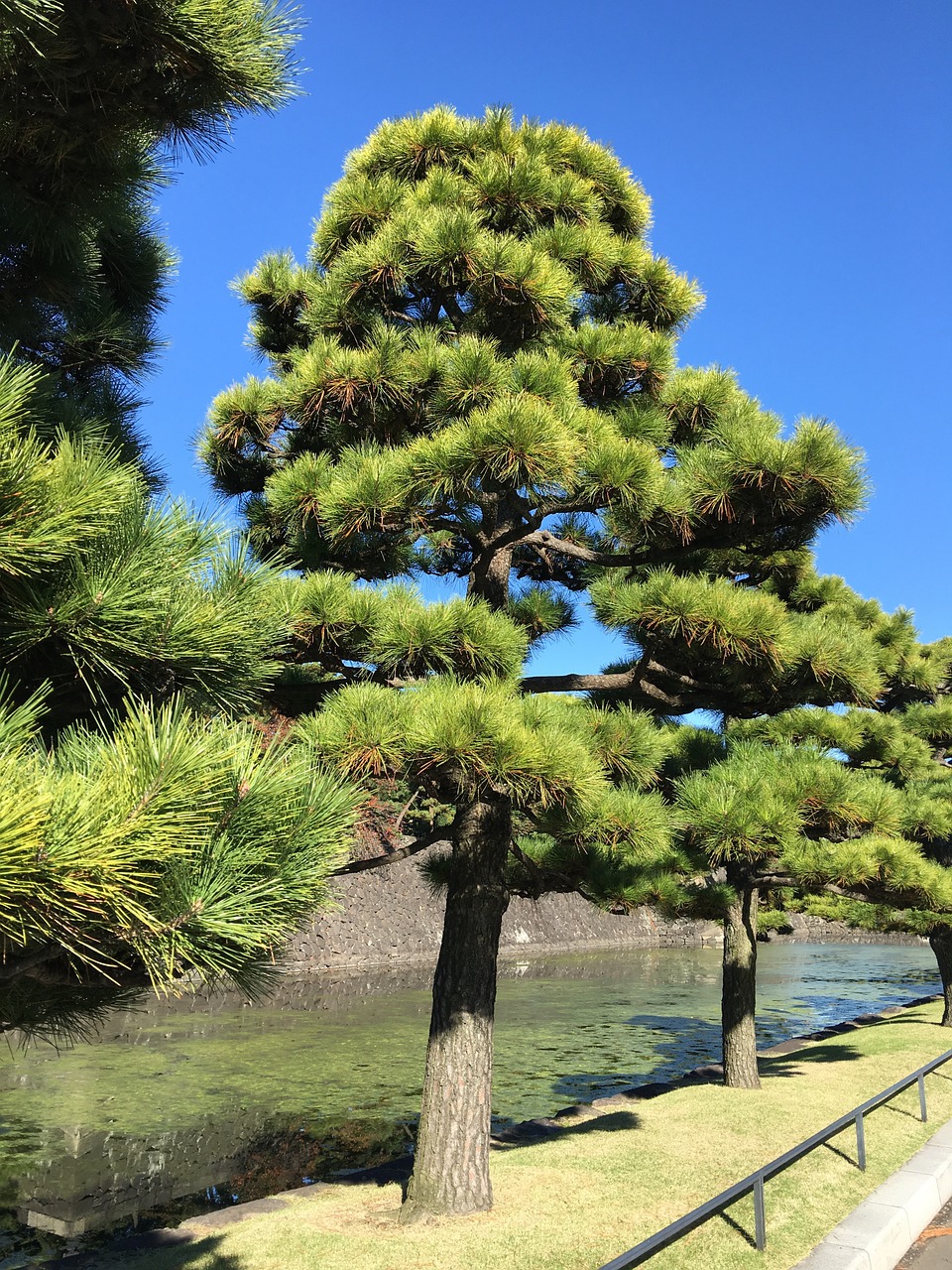 Medžiai, Kraštovaizdis, Japonija, Nemokamos Nuotraukos,  Nemokama Licenzija