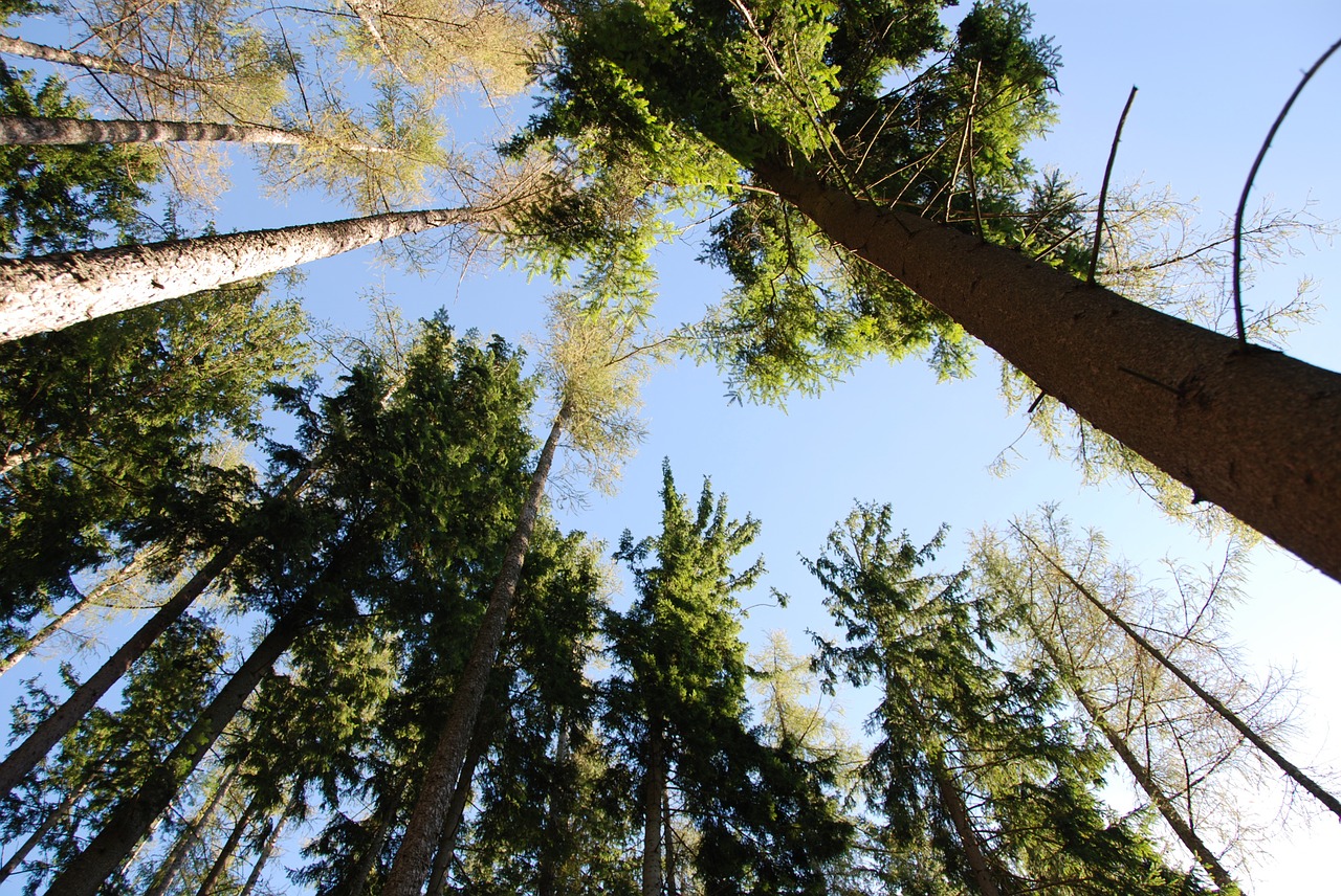Medžiai, Dangus, Perspektyva, Nemokamos Nuotraukos,  Nemokama Licenzija
