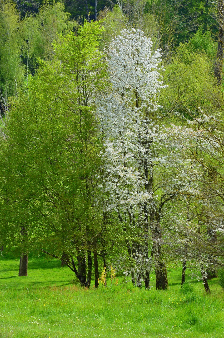 Medžiai, Pavasaris, Didingas Medis, Žygiai, Gamta, Nemokamos Nuotraukos,  Nemokama Licenzija