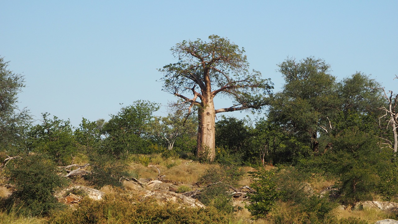 Medžiai, Kraštovaizdis, Augalai, Baobabas, Afrika, Gamta, Nemokamos Nuotraukos,  Nemokama Licenzija