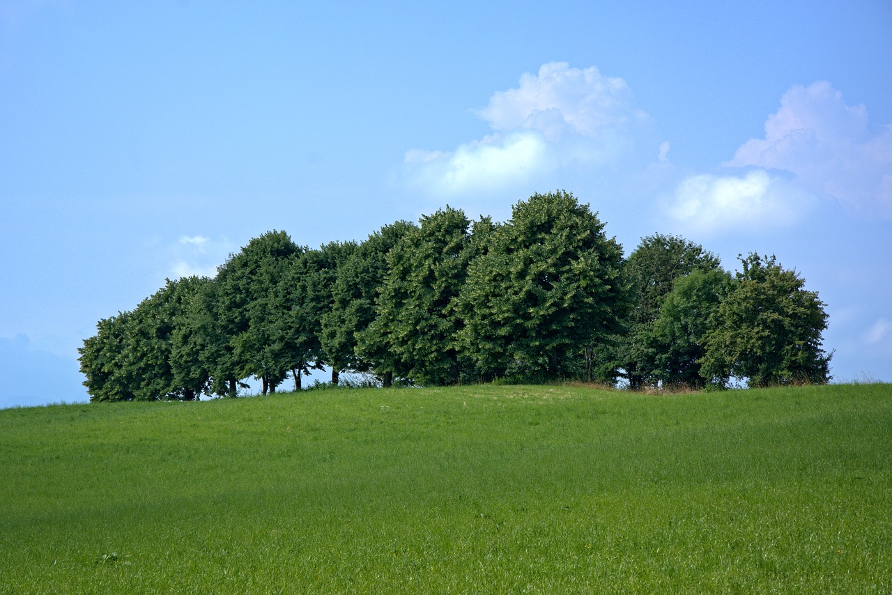 Medžiai, Grupė, Gamta, Nuotaika, Medžių Giraitė, Pieva, Laukas, Horizontas, Atmosfera, Atsigavimas