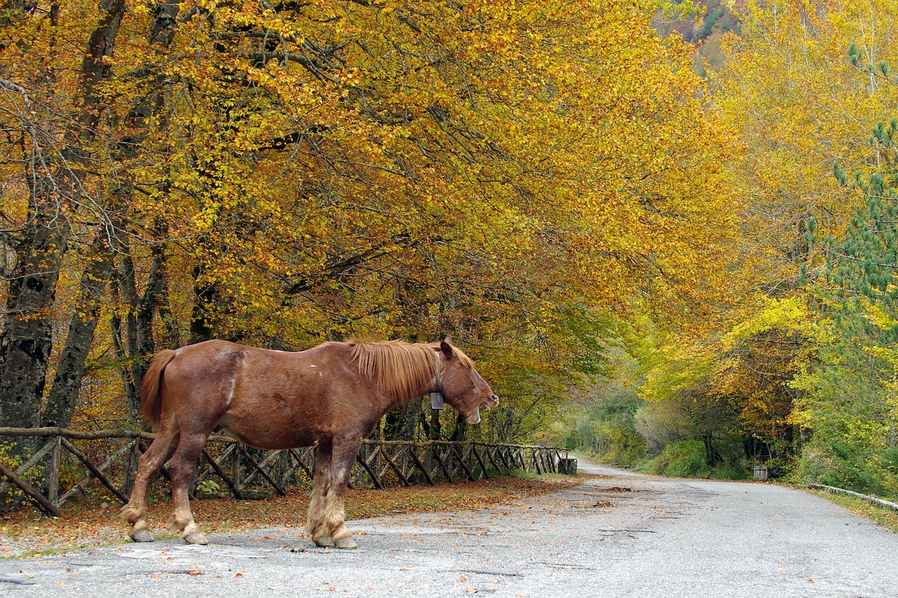 Medžiai, Miškas, Bukas, Namo Barrea, Camosciara, Abruzzo Nacionalinis Parkas, Lapija, Spalvos, Lapai, Laquila