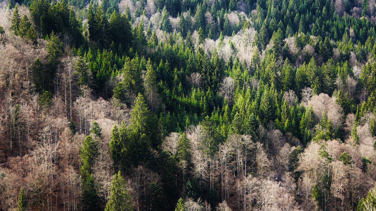 Medžiai, Miškas, Bavarijos Miškas, Miškai, Gamta, Kraštovaizdis, Karūna, Krūmai, Senas Medis, Morgenstimmung