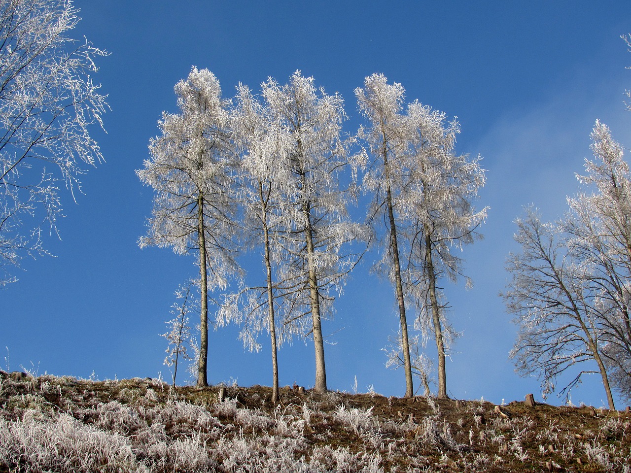 Medžiai, Šaltis, Žiema, Auskaras, Šaltas, Nemokamos Nuotraukos,  Nemokama Licenzija