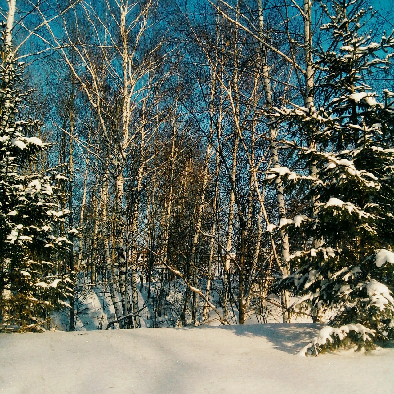 Medžiai, Sniegas, Žiema, Nemokamos Nuotraukos,  Nemokama Licenzija