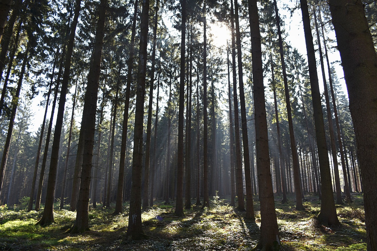 Medžiai, Miškas, Saulės Spinduliai, Gamta, Medis, Saulės Šviesa, Nemokamos Nuotraukos,  Nemokama Licenzija