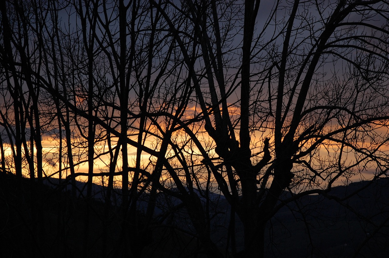 Medžiai, Saulėlydis, Kraštovaizdis, Medis, Dangus, Gamta, Horizontas, Dusk, Miškas, Gamtos Kraštovaizdis