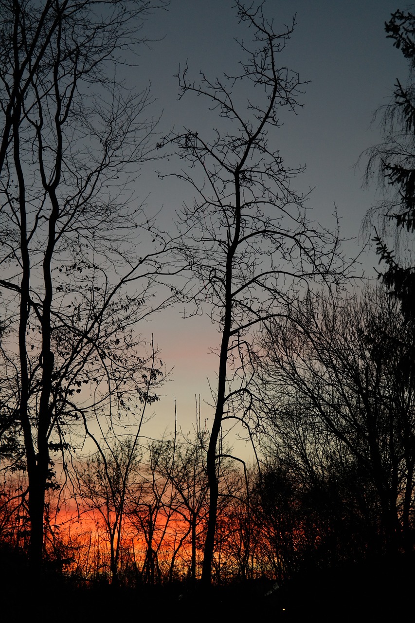 Medžiai, Medžių Kamienus, Saulėlydis, Afterglow, Vakarinis Dangus, Debesys, Dangus, Abendstimmung, Rausvai, Nemokamos Nuotraukos