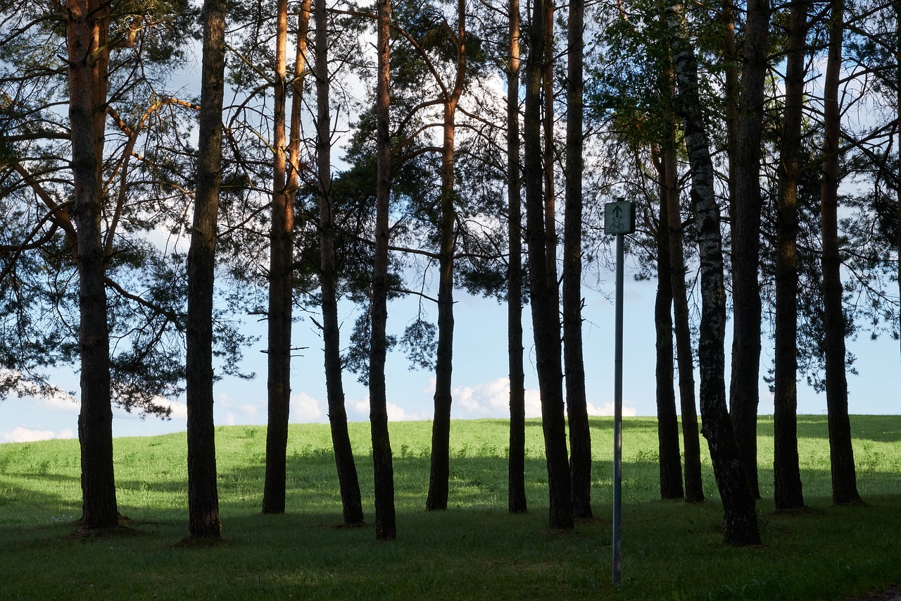 Medžiai, Gamta, Kraštovaizdis, Žurnalas, Miškas, Pieva, Žolė, Dangus, Nemokamos Nuotraukos,  Nemokama Licenzija