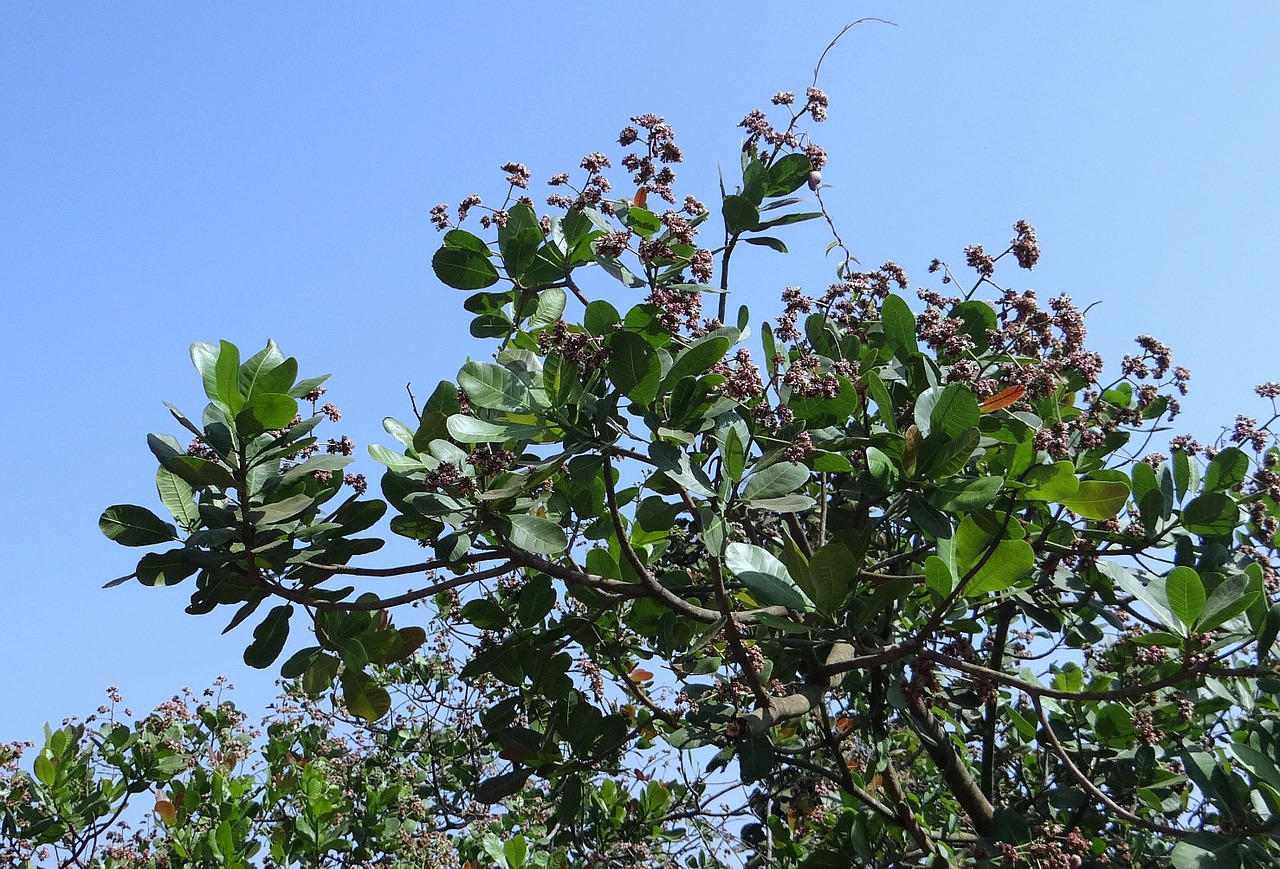 Medžiai, Anakardžiai, Riešutai, Filialai, Žaluma, Lapai, Lapinės, Stiebai, Flora, Gėlės