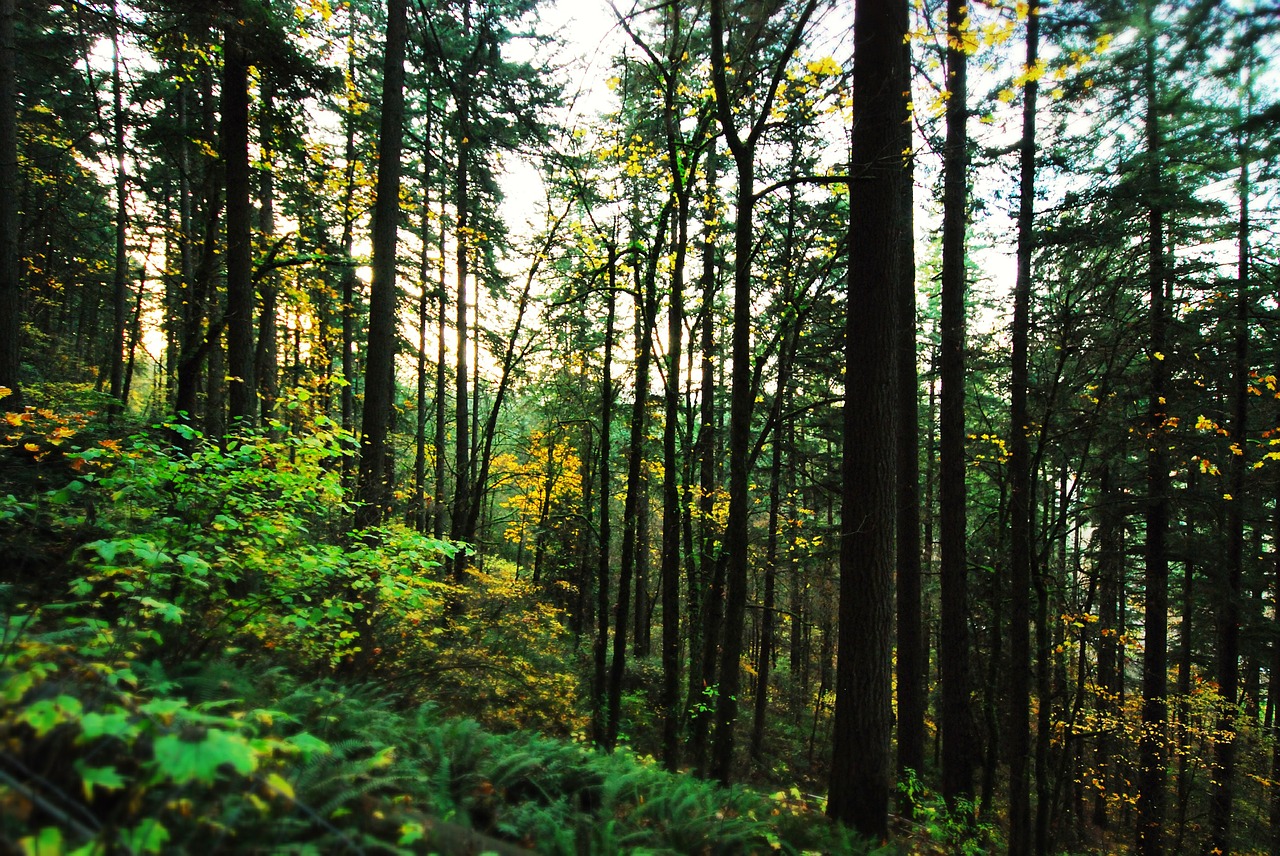 Medžiai, Forrest, Miškai, Portlandas, Oregonas, Portland Oregon, Medis, Nemokamos Nuotraukos,  Nemokama Licenzija