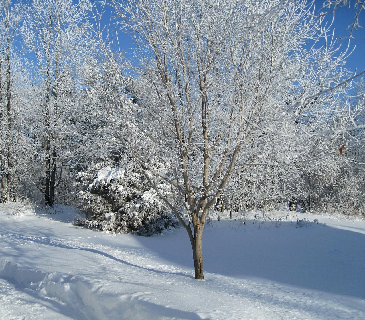 Medžiai, Sezonas, Balta, Šaltas, Ledas, Sniegas, Žiema, Šaltis, Snieguotas, Sušaldyta
