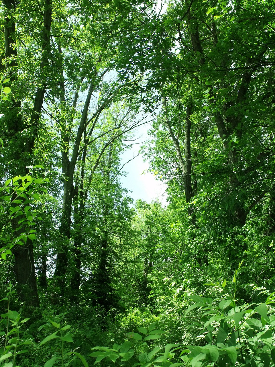 Medžiai, Žalias, Vasara, Medis, Ekologiškas, Žemdirbystė, Lauke, Aplinka, Bagažinė, Lapai