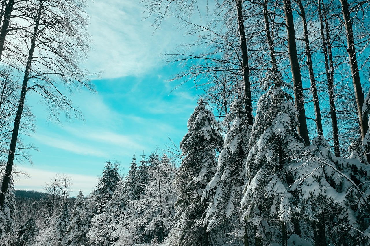 Medžiai, Sniegas, Miškas, Miškai, Debesys, Nemokamos Nuotraukos,  Nemokama Licenzija