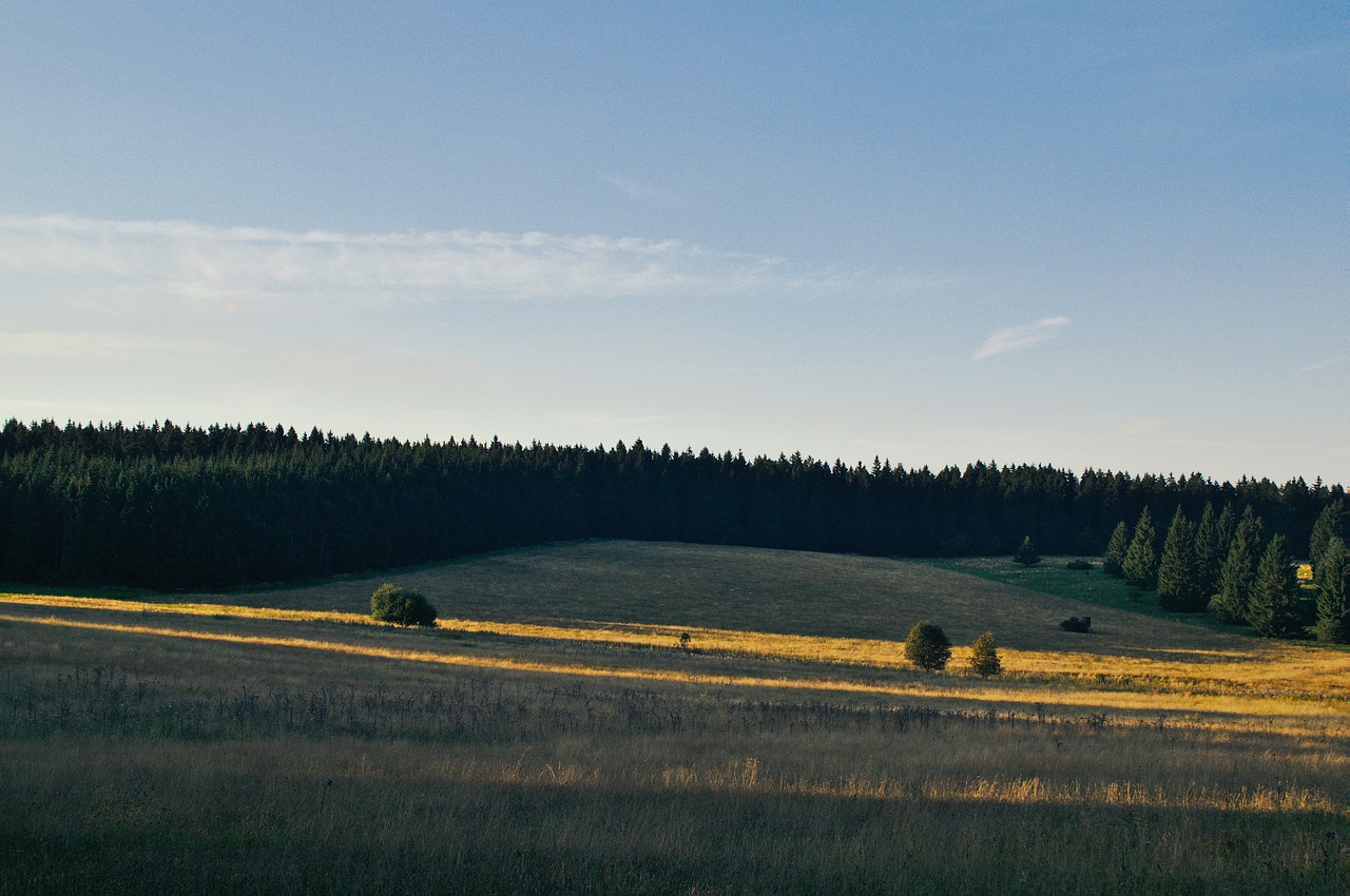 Medžiai, Augalai, Gamta, Ūkis, Žolė, Žalias, Laukas, Saulėtas, Diena, Debesys