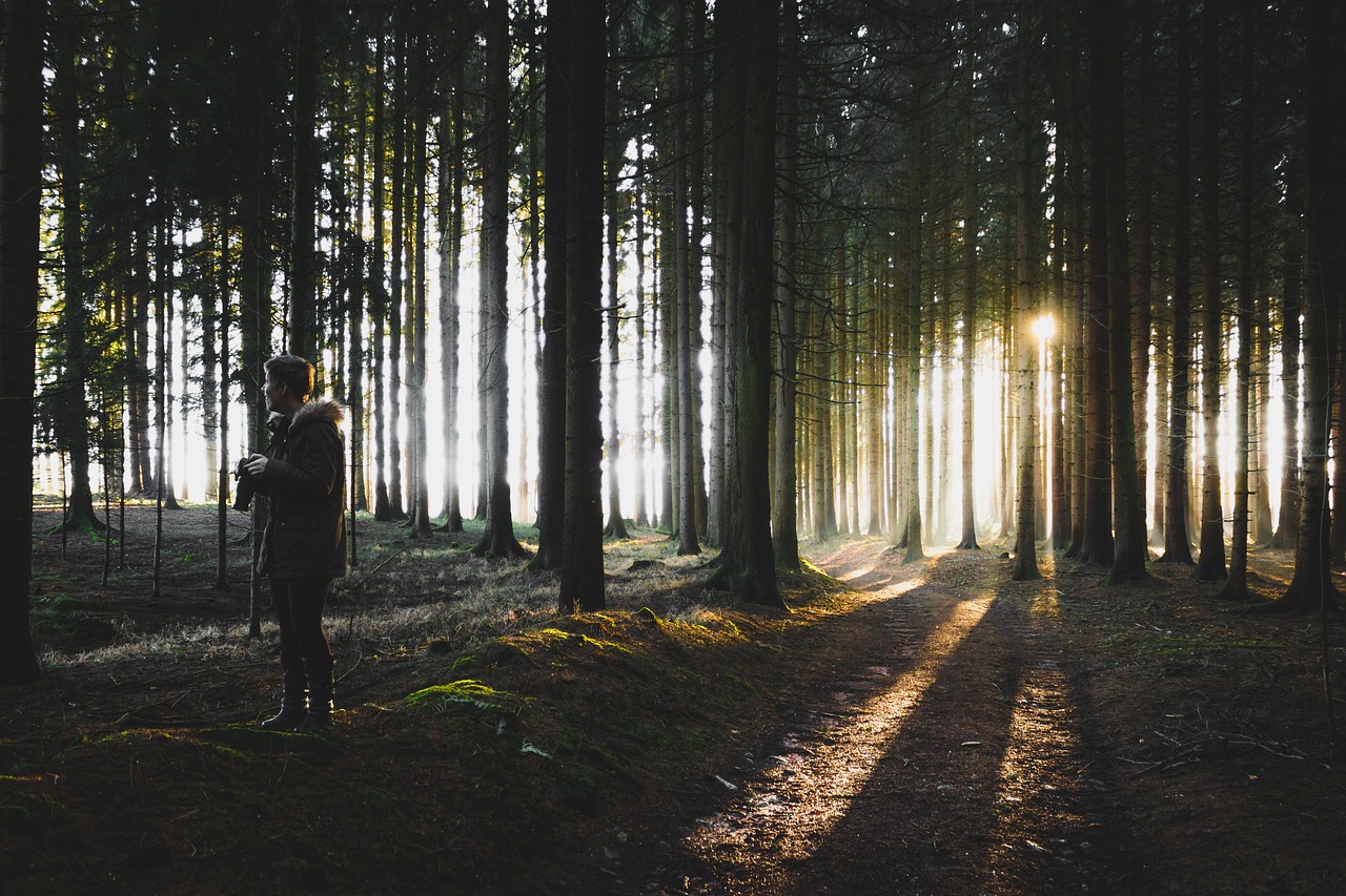 Medžiai, Augalai, Gamta, Miškas, Žalias, Žolė, Žmonės, Vyras, Fotoaparatas, Fotografas