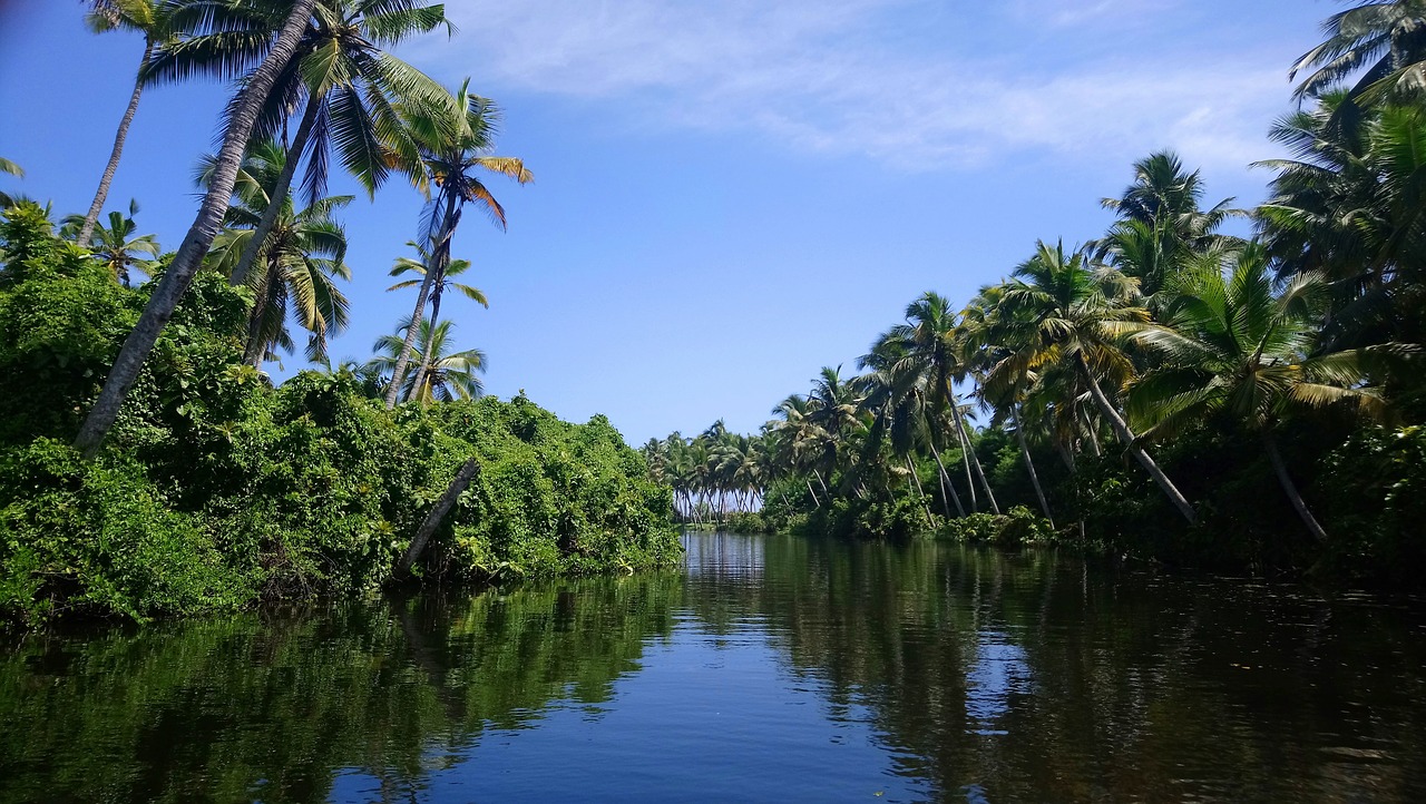 Medžiai, Žali Medžiai Su Vandeniu, Kerala, Dievai Savo Šalyje, Kokoso Medis, Užtvankos, Nemokamos Nuotraukos,  Nemokama Licenzija