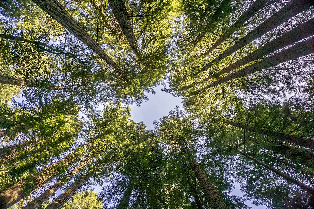 Medžiai, Muir Miškai, Marin County, Nemokamos Nuotraukos,  Nemokama Licenzija