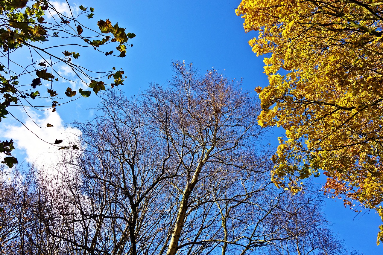 Medžiai, Medžių Viršūnės, Filialai, Lapija, Rudens Medžiai, Geltonieji Lapai, Mėlynas Dangus, Sezoninis, Lapkritis, Nemokamos Nuotraukos