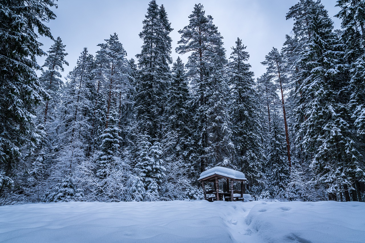 Medžiai, Žiema, Sniegas, Pavėsinė, Kelias, Nemokamos Nuotraukos,  Nemokama Licenzija