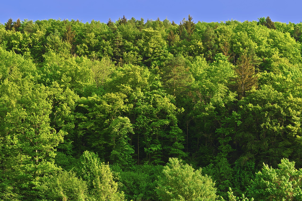 Medžiai,  Kalnų Miškai,  Miškas,  Ryto Šviesa,  Rytą,  Pavasaris,  Žalias,  Pobūdį,  Krūmas,  Lapai