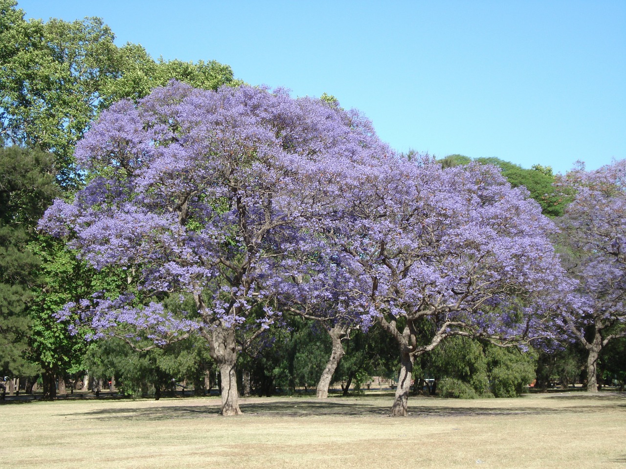 Medžiai, Gėlė, Parkas, Argentina, Pavasaris, Buenos Airės, Kraštovaizdis, Gamta, Vaizdingas, Nemokamos Nuotraukos