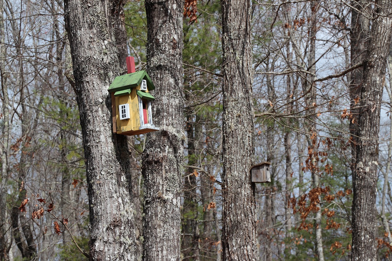 Medžiai,  Birdhouse,  Miškas, Nemokamos Nuotraukos,  Nemokama Licenzija