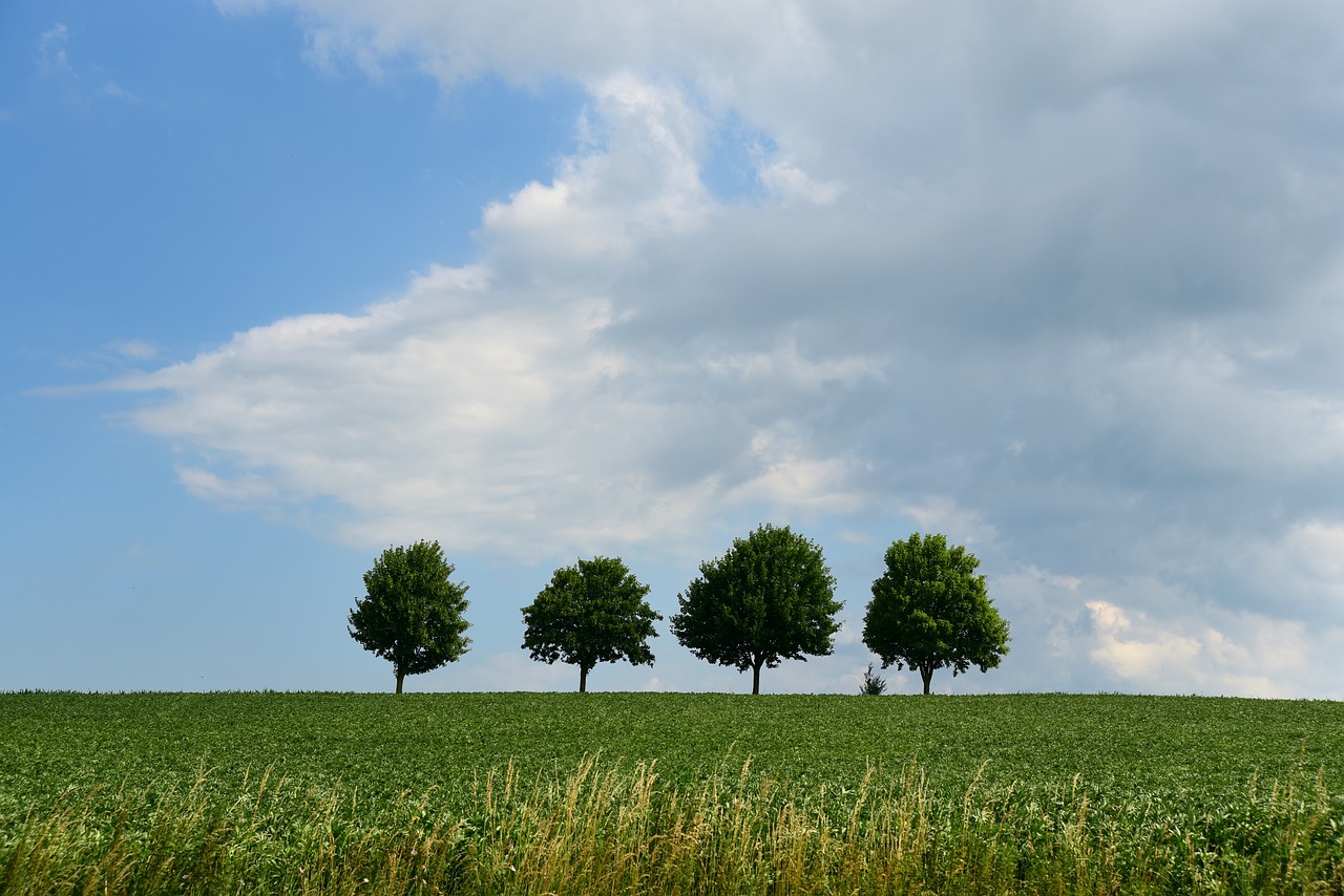 Medžiai,  Kraštovaizdis,  Fonas,  Keturių,  Četrīši,  Meadow,  Debesys,  Pobūdį,  Dangus,  Mėlyna