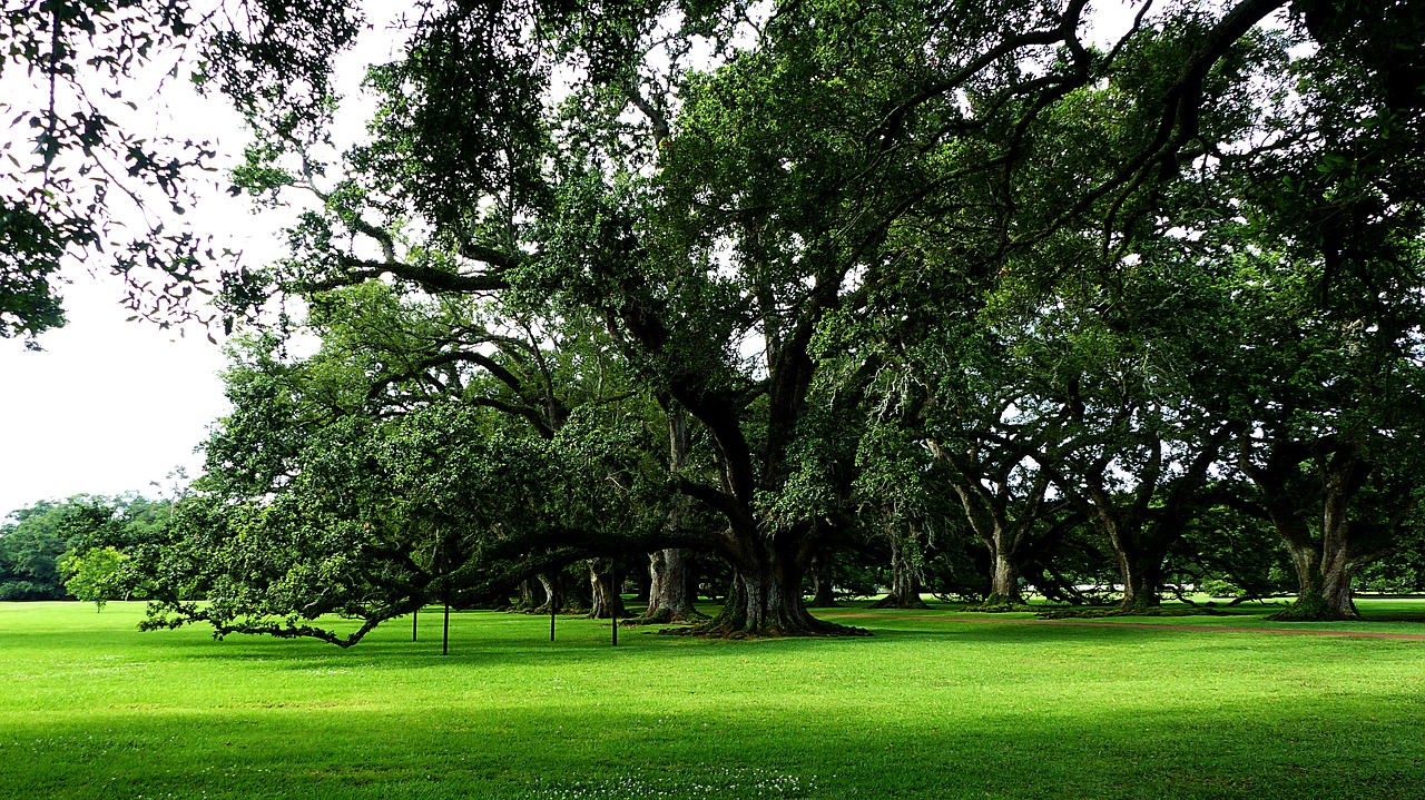 Medžiai,  Louisiana,  Amerika,  Želdinių,  Istoriškai,  Pobūdį,  Žalias,  Žolė,  Putos,  Stepė