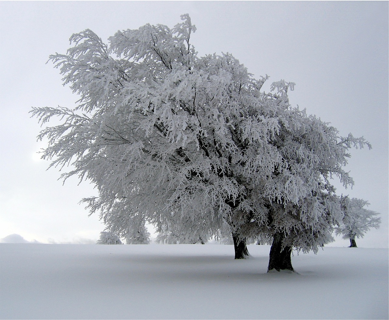 Medžiai, Sniegas Padengtas, Kraštovaizdis, Žiema, Šaltas, Sezonas, Balta, Snieguotas, Lauke, Ramus