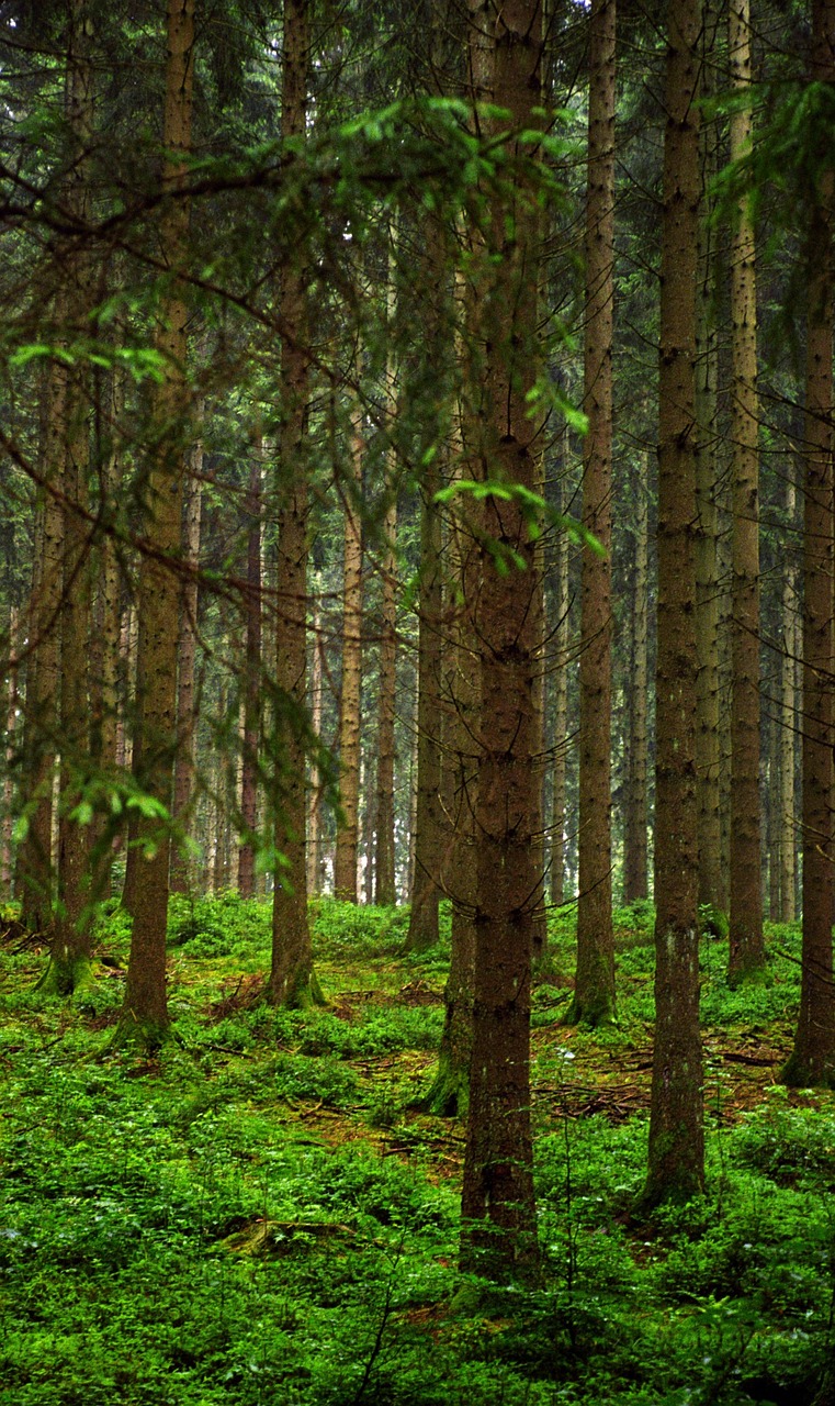 Medžiai, Miškas, Slovenia, Gamta, Nemokamos Nuotraukos,  Nemokama Licenzija