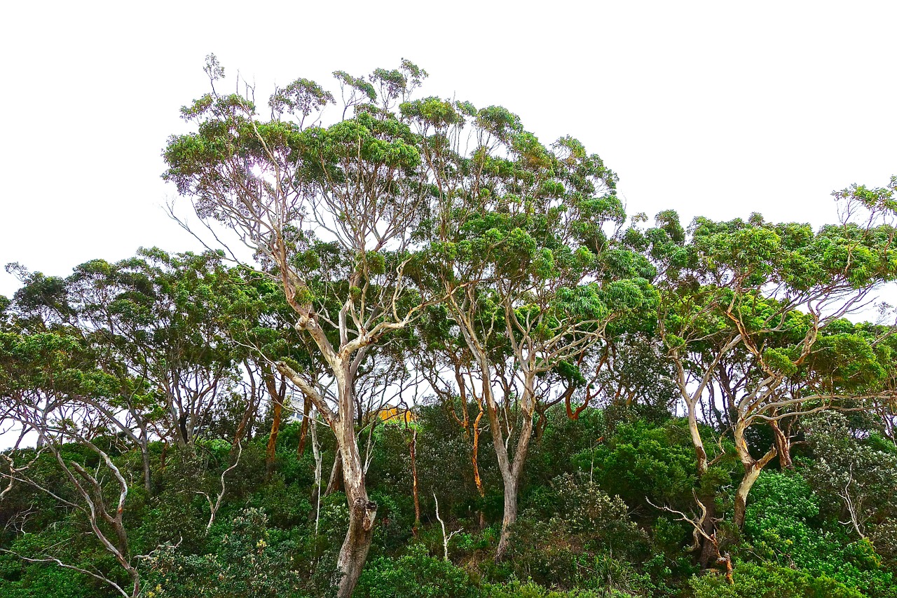 Medžiai, Gumtree, Eukaliptas, Australia, Guma, Gamta, Gimtoji, Krūmas, Žalias, Natūralus