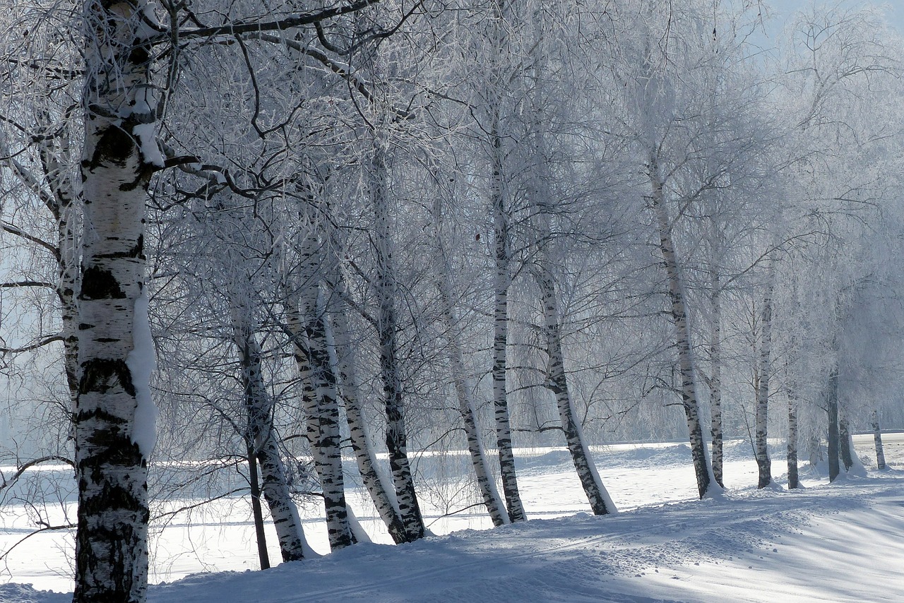 Medžiai, Prinokę, Sniegas, Šaltas, Žiema, Žiemą, Gamta, Kraštovaizdis, Žiemos Laikas, Nemokamos Nuotraukos
