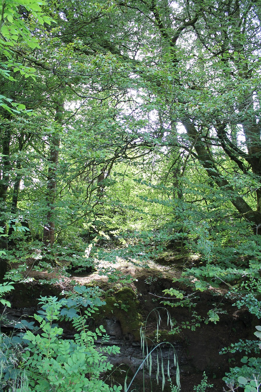 Medžiai, Upės Krantas, Airija, Nemokamos Nuotraukos,  Nemokama Licenzija