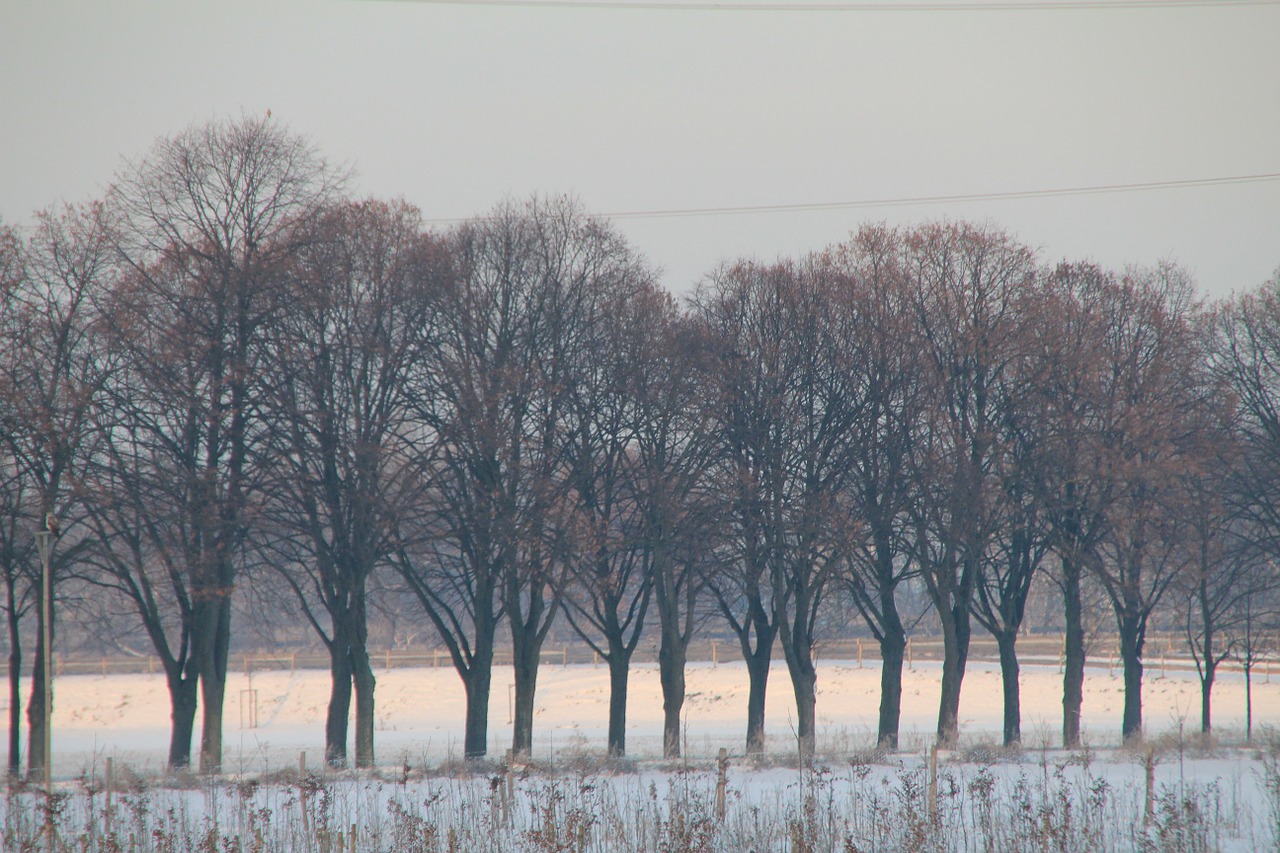 Medžiai, Žiema, Sniego Kraštovaizdis, Panorama, Nemokamos Nuotraukos,  Nemokama Licenzija