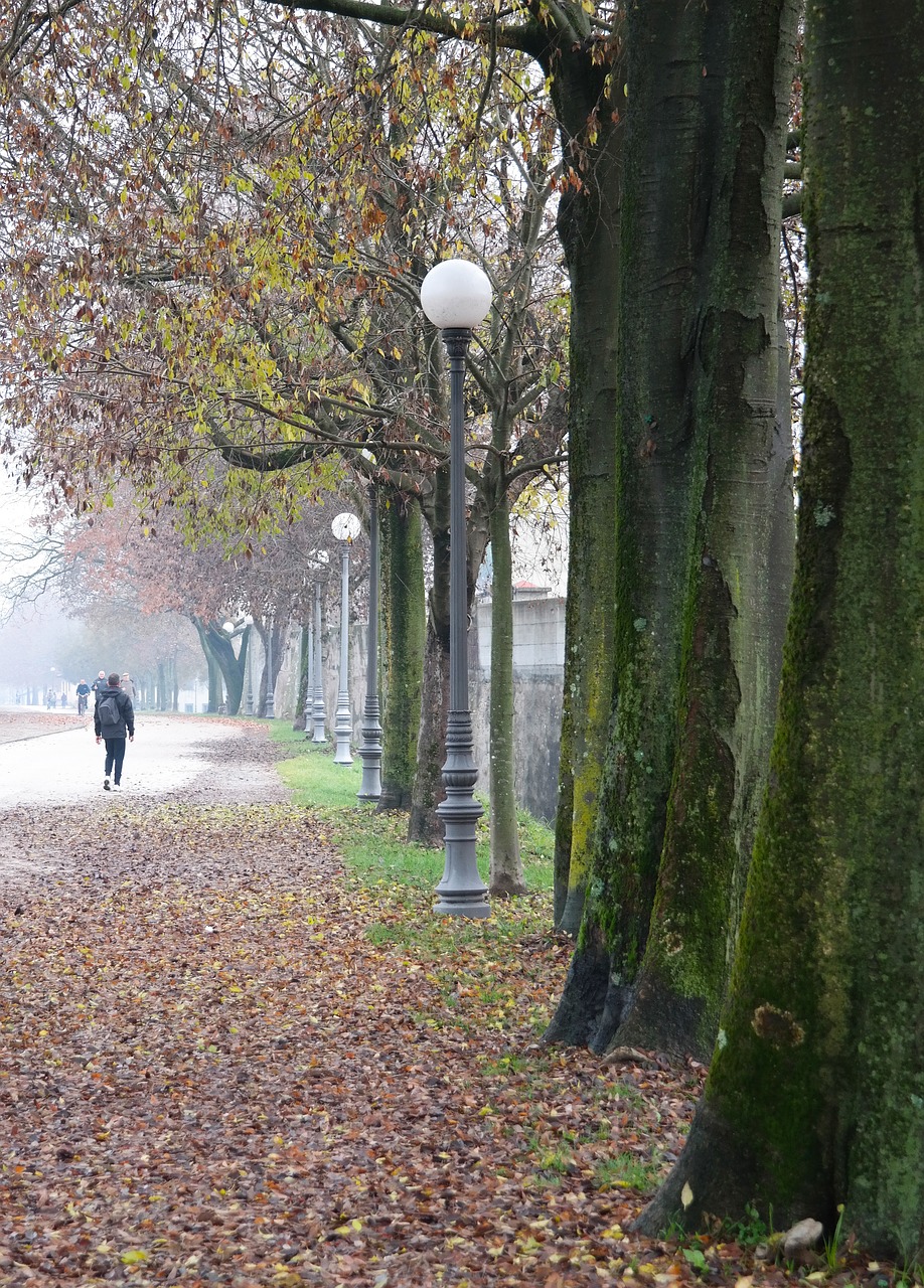 Medžiai,  Kelias,  Žiema,  Vaikščioti,  Rūkas,  Diena,  Takas,  Italy,  Lucca,  Eiti