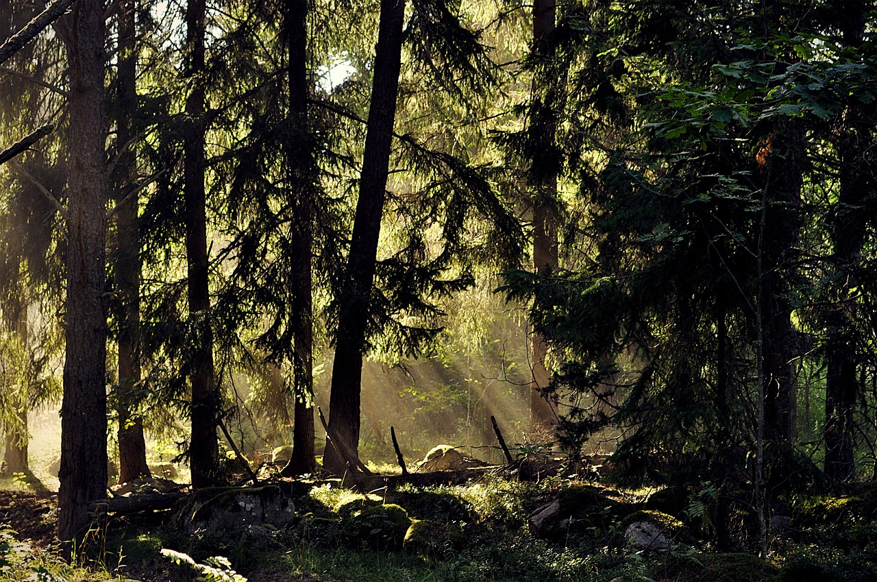 Medžiai,  Miškas,  Švedija,  Kraštovaizdis,  Gamta, Nemokamos Nuotraukos,  Nemokama Licenzija
